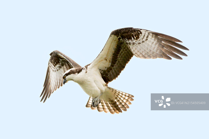 低角度看鹰在晴朗的天空中飞行图片素材