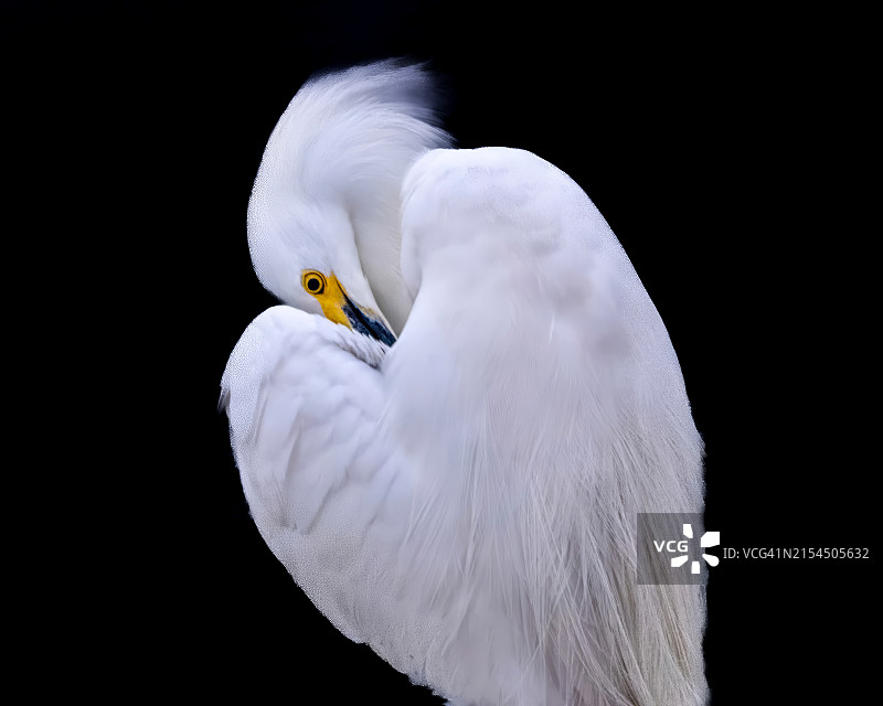 美国德克萨斯州达拉斯的白鹭在黑色背景下的特写图片素材