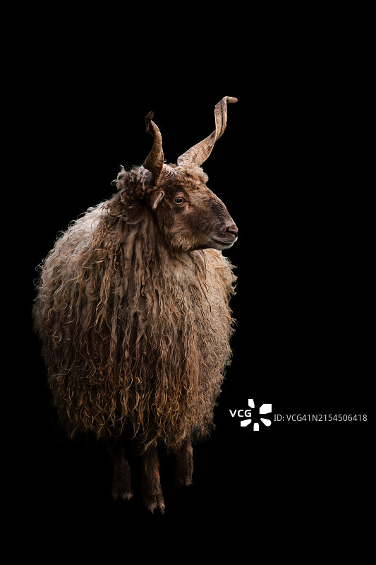 鹿的肖像图片素材