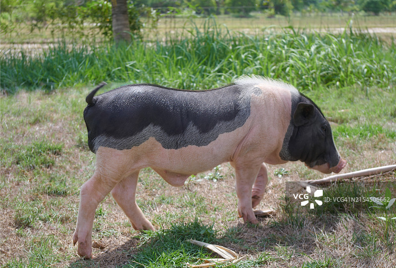 有机农场里的大肚猪图片素材