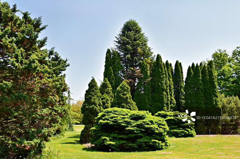 加拿大尼亚加拉公园植物园的树木，晴空万里图片素材