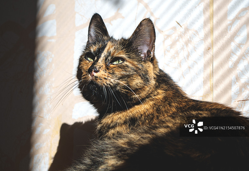 猫特写图片素材