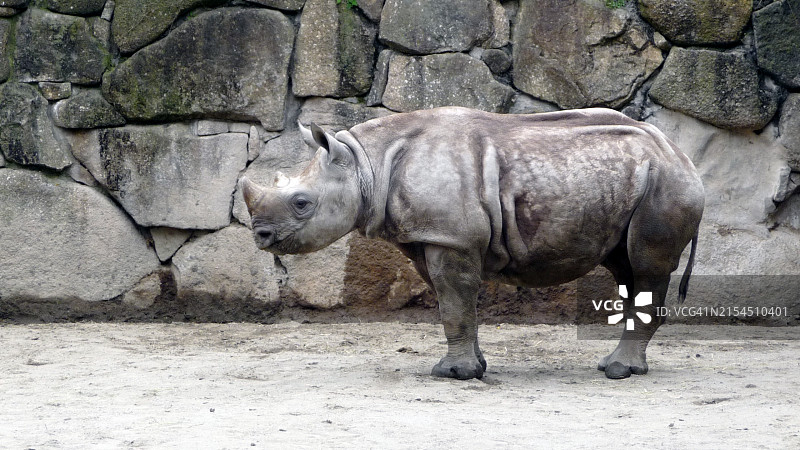 黑犀牛靠墙站立的侧视图图片素材