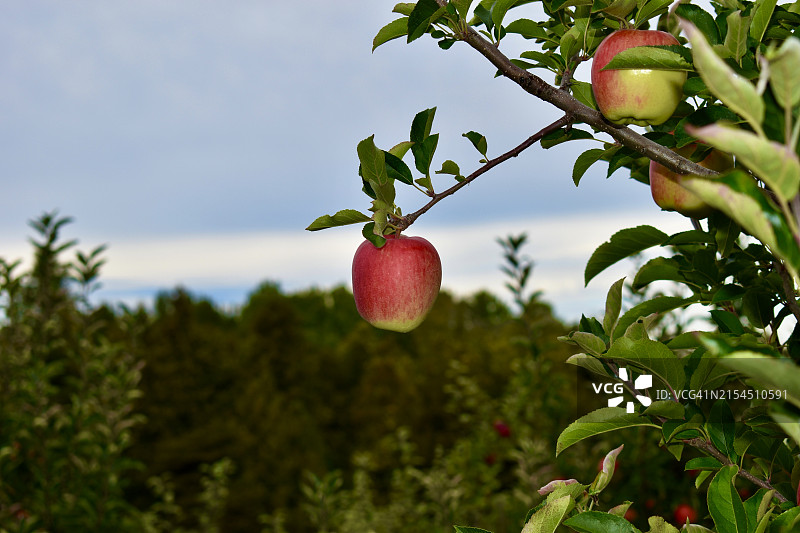 树上生长的水果特写图片素材