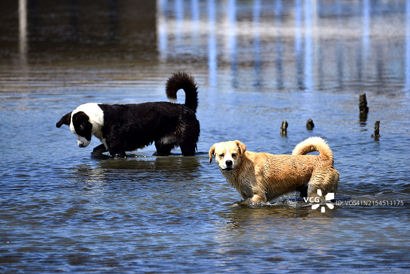 两只在水中嬉戏的狗图片素材