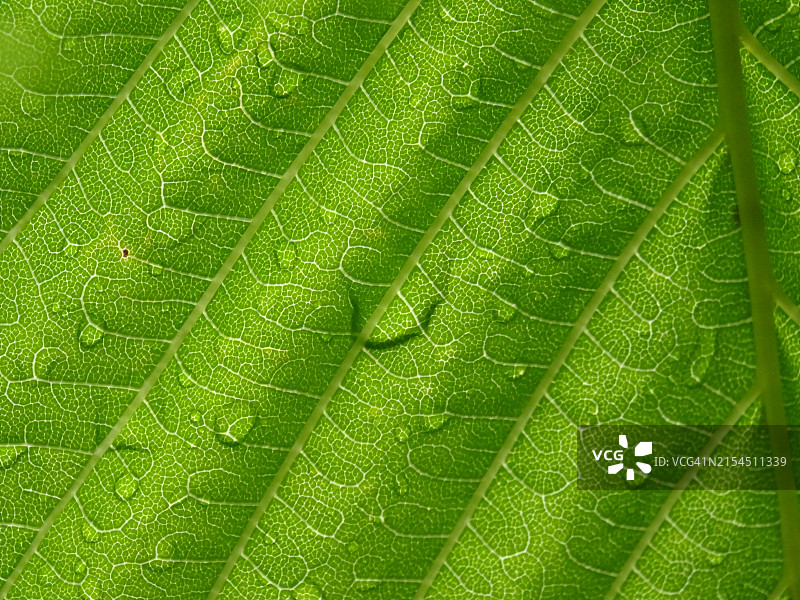 绿叶全景照片图片素材