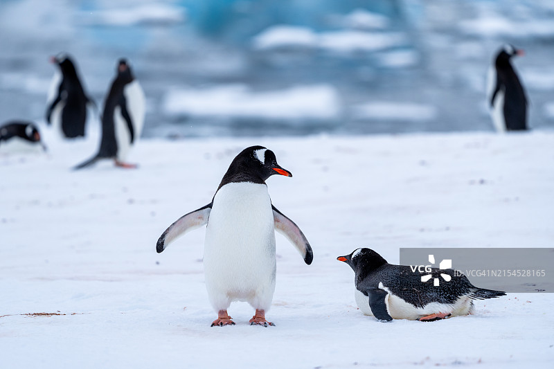 南极洲库弗维尔岛上的巴布亚企鹅群图片素材