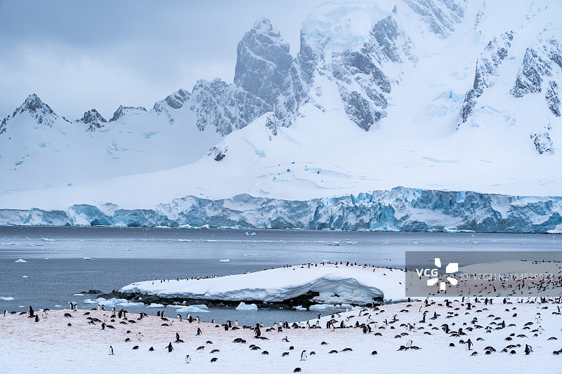 南极洲库弗维尔岛上的巴布亚企鹅群图片素材
