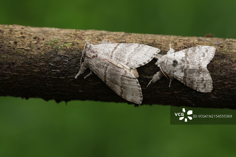 一对淡色 tussock 蛾，在林地树枝上图片素材