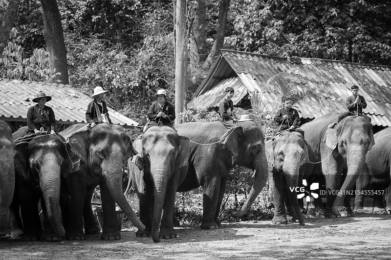 亚洲象图片素材