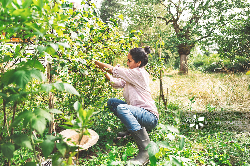 女人在花园里采摘黑醋栗图片素材