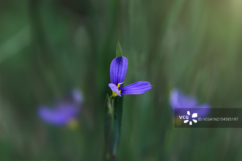 蓝眼草图片素材