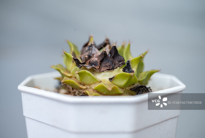 患炭疽病的帝冠特写图片素材