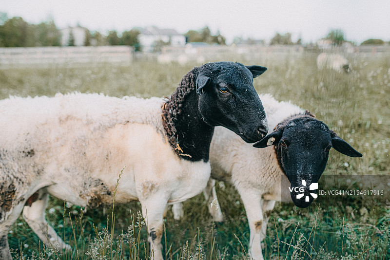 田野里的两只绵羊图片素材