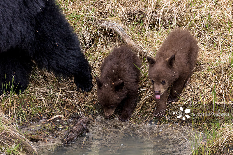 熊幼崽饮水图片素材