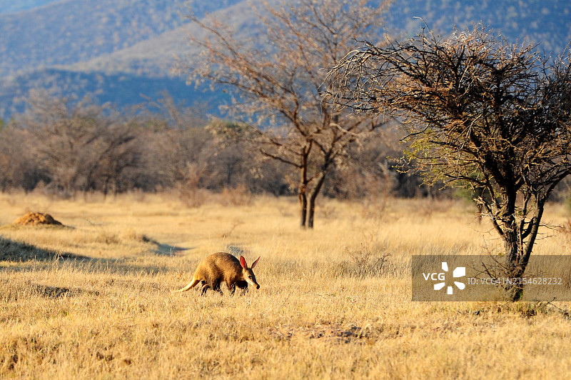 马拉凯勒国家公园的土豚图片素材