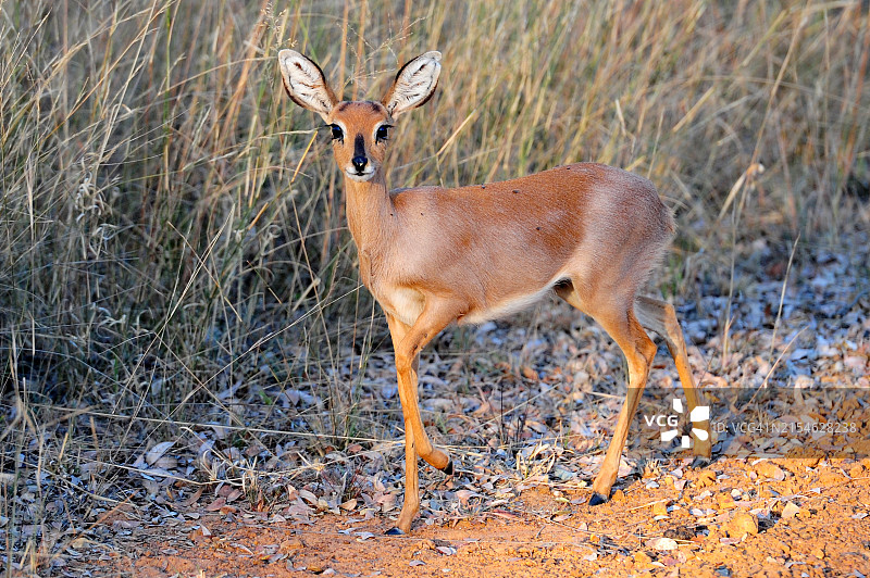 马拉凯勒国家公园的斯汀博克羚羊图片素材