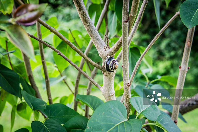 移动中的蜗牛图片素材