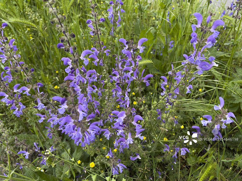 春天盛开的鼠尾草图片素材