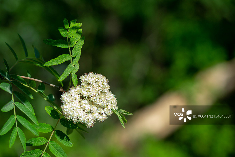 自然花束：茂盛绿植中的白色野花簇图片素材