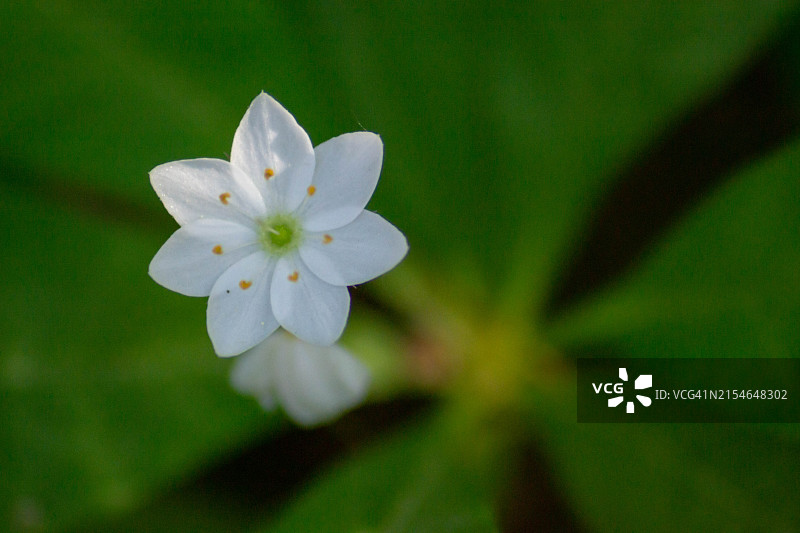 绽放的简约：自然精致艺术的特写图片素材