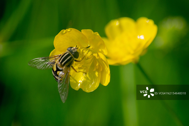 阳光下蜜蜂的授粉之舞图片素材