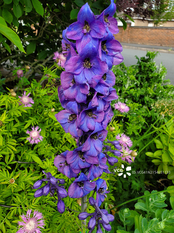 盛开的鲜艳蓝色翠雀花图片素材