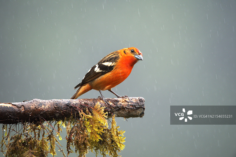火焰色唐纳雀图片素材