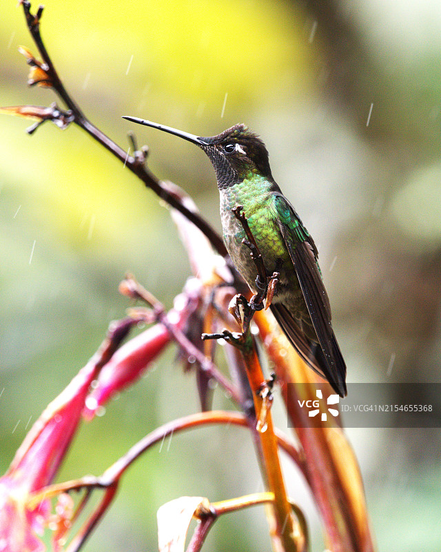 塔拉曼卡蜂鸟图片素材
