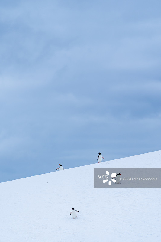 南极洲库弗维尔岛上的巴布亚企鹅群图片素材