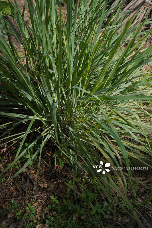 菜园里的香茅图片素材