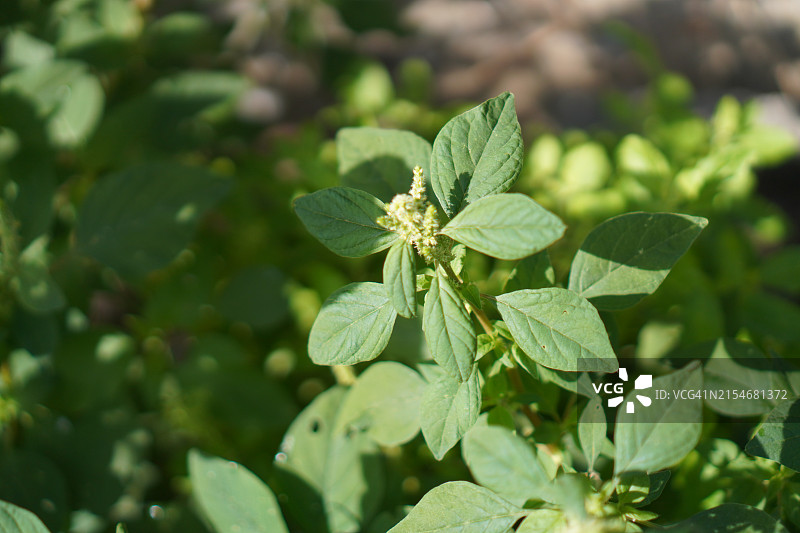 苋菜，苋科红色叶子蔬菜在花园中盛开，天然食品背景图片素材