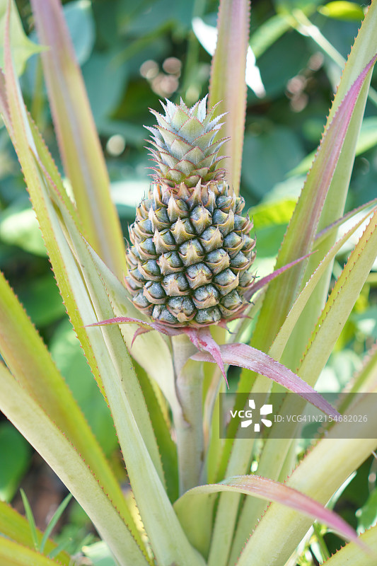 自然背景下的菠萝树结果实景象图片素材