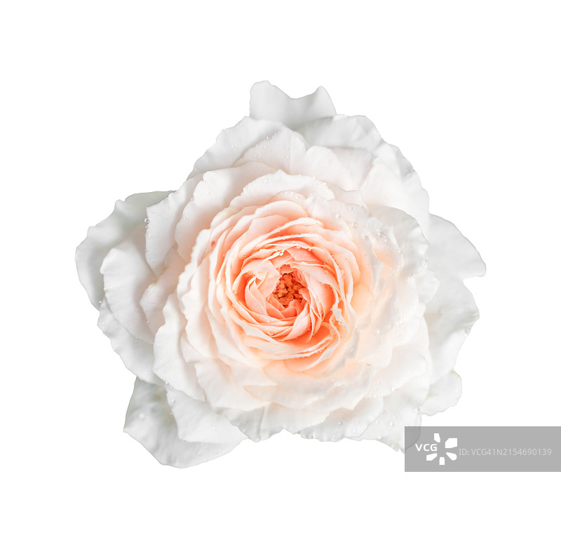白色背景上含苞待放的香 क्रीम 玫瑰特写，已保存剪切路径图片素材
