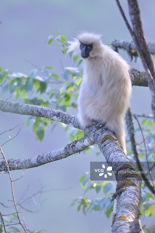 金叶猴图片素材