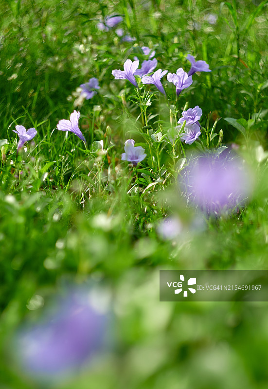 清晨的紫色花朵与清新感图片素材