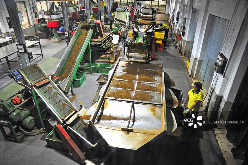 斯里兰卡公司内，工人在机器上检查脱水的茶叶图片素材