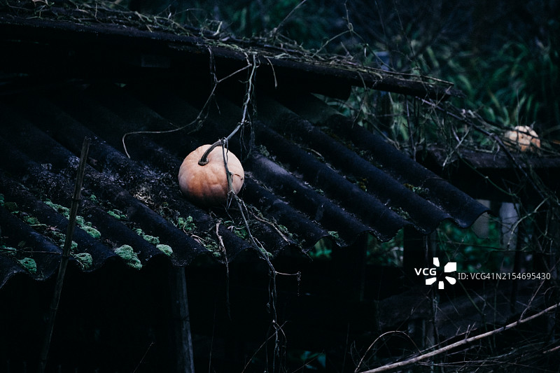 屋顶生长的南瓜图片素材