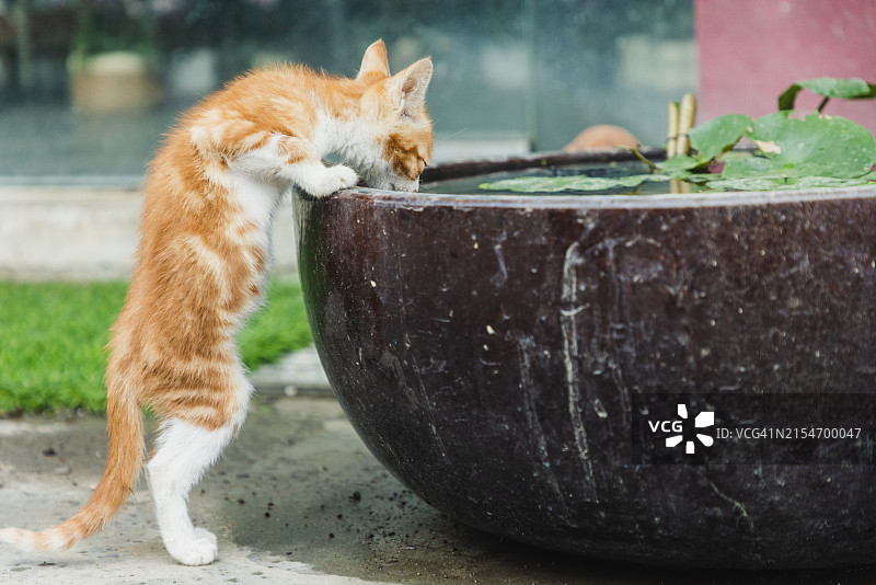 小猫在水盆里喝水图片素材
