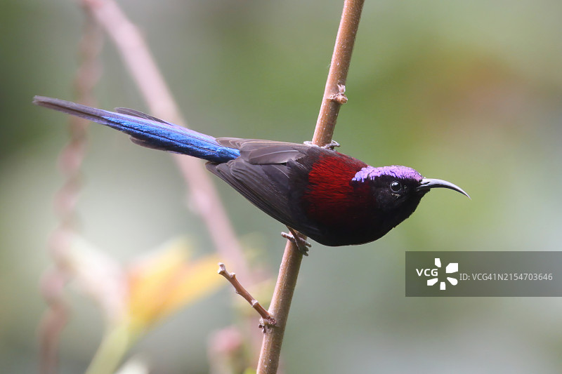 黑喉太阳鸟图片素材