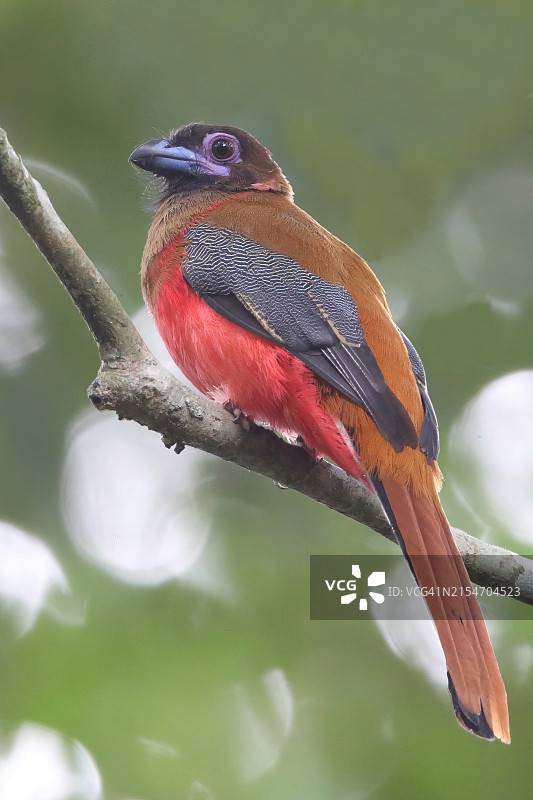 迪氏咬鹃图片素材