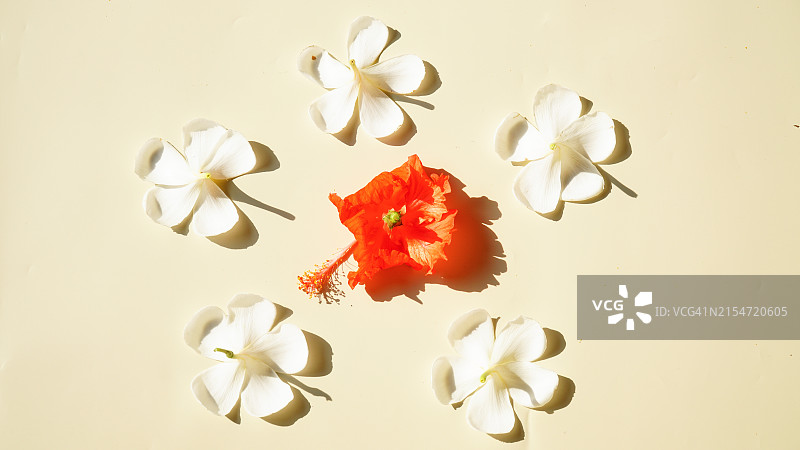 白色背景上的白缅栀和红色芙蓉花图片素材