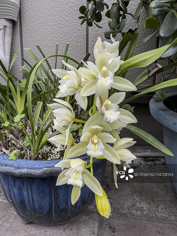 冰瀑蕙兰盛开图片素材