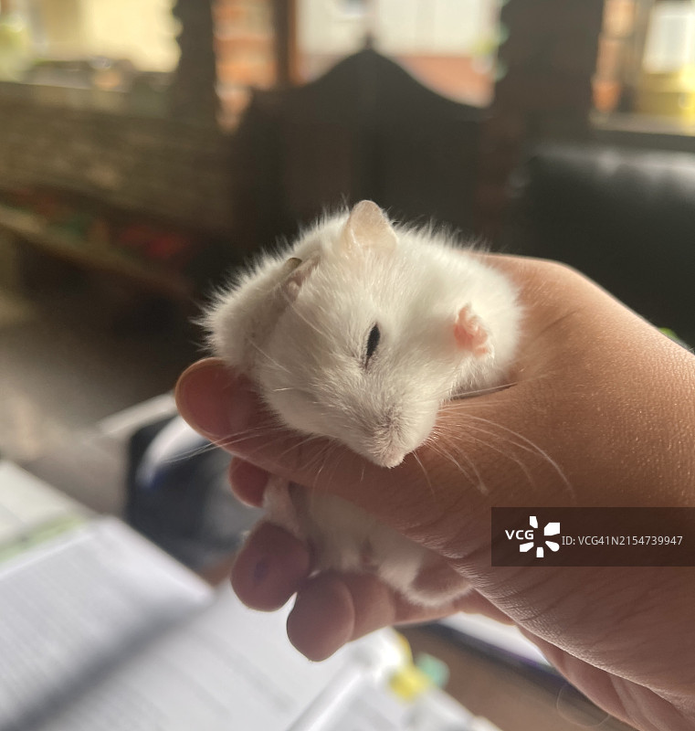 阳光明媚的日子里，女孩手中的仓鼠图片素材