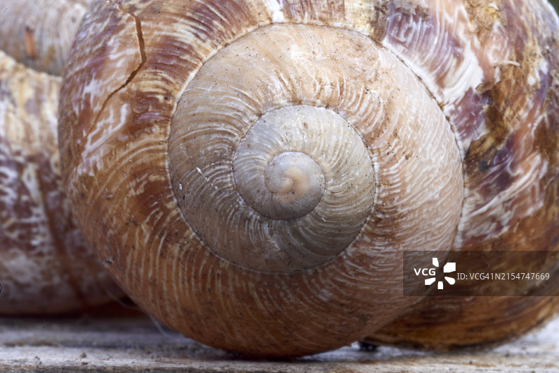 蜗牛壳微距图片素材