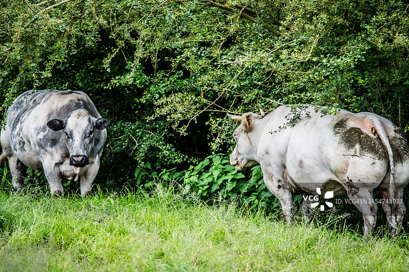 树篱下的奶牛图片素材