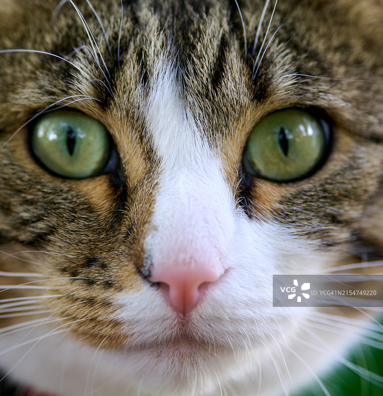 猫的头部图片素材