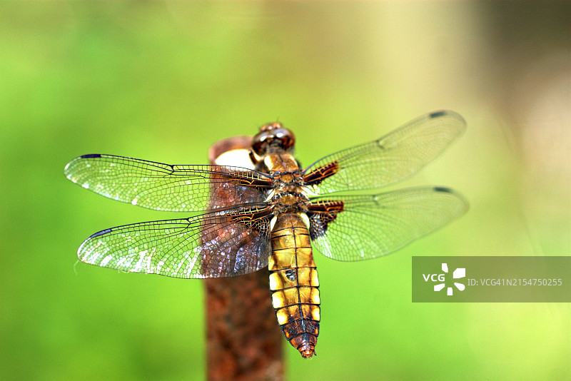 阔腹蜻蜓（雌性）图片素材