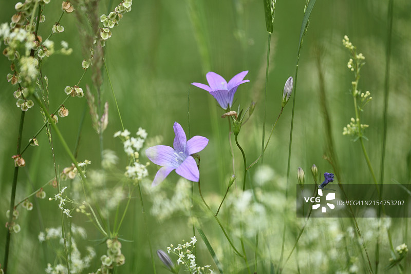 展开的风铃草图片素材
