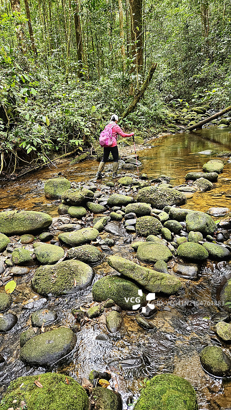 在马来西亚砂拉越巴里奥Pulong Tau国家公园，一名登山者在巴都拉威山顶峰小径上徒步旅行的背影图片素材